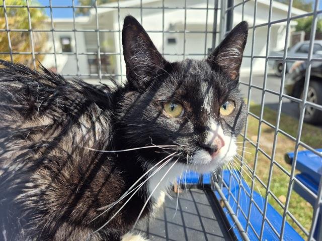 BABY BOY - Domestic Short Hair available for adoption