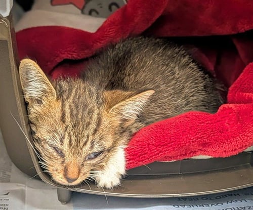 A2478662 - Domestic Short Hair available for adoption