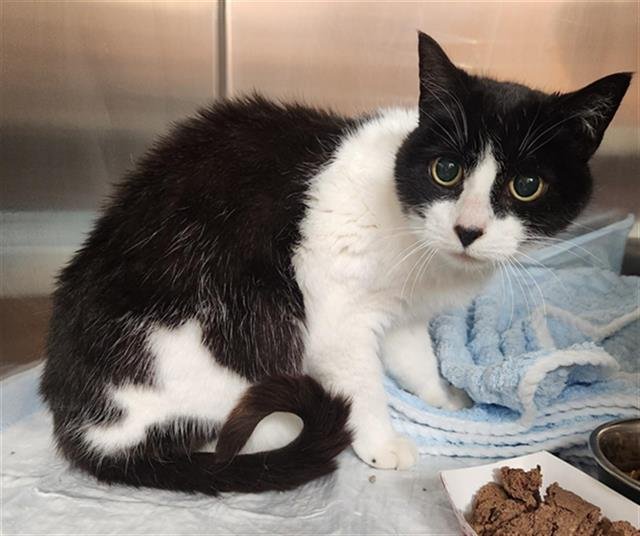 CHLOE - Domestic Short Hair available for adoption