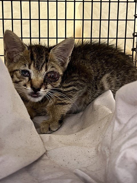 A2476437 - Domestic Short Hair available for adoption