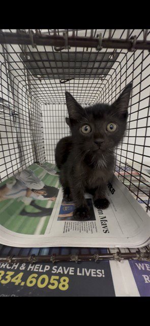 A2479961 - Domestic Short Hair available for adoption