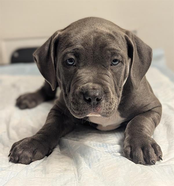 ZANE - American Staffordshire Terrier available for adoption