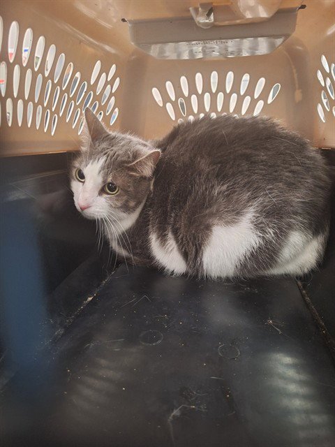 BLU - Domestic Short Hair available for adoption