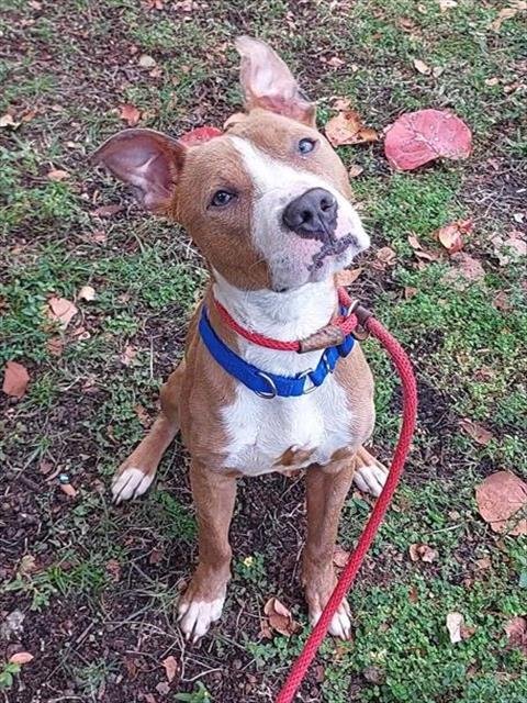 LEMI - American Staffordshire Terrier available for adoption