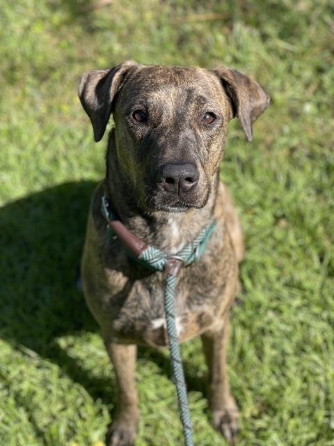 WIKI - Plott Hound available for adoption