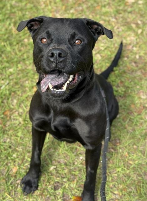 WINSTON - Labrador Retriever / Chow Chow available for adoption