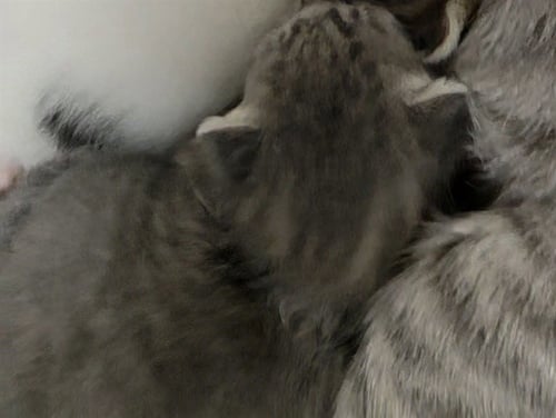LIZ - Domestic Short Hair available for adoption