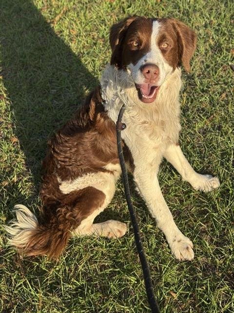 SCOUT - Australian Shepherd available for adoption