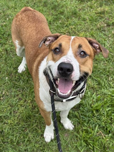 RUSTY - American Staffordshire Terrier available for adoption