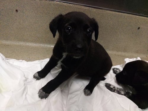 ASTRO - Catahoula Leopard Dog available for adoption