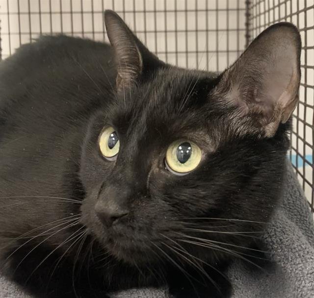 CANDY - Domestic Short Hair available for adoption