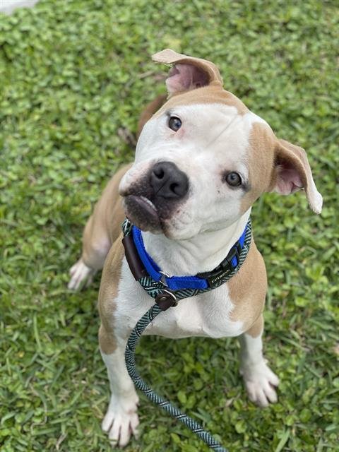 CAPTAIN - American Bulldog available for adoption