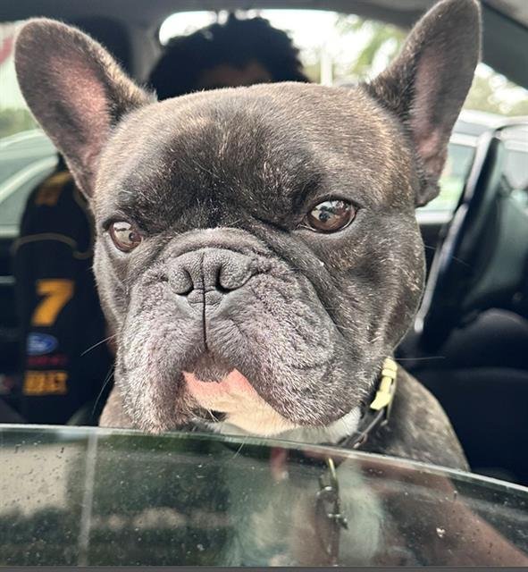LITTLE CRAIG - French Bulldog available for adoption