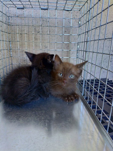 A2481350 - Domestic Short Hair available for adoption