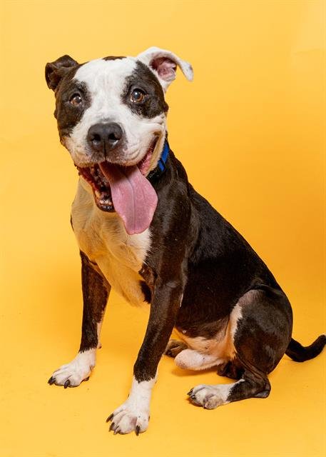 KING - Pit Bull Terrier available for adoption