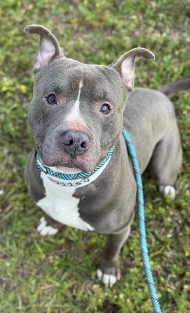 KYRO - American Staffordshire Terrier available for adoption