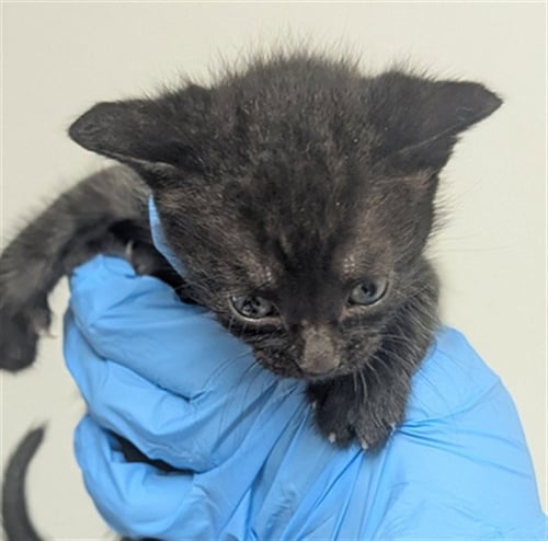 BAXTER - Domestic Short Hair available for adoption