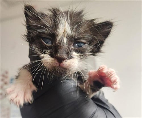 LUNA - Domestic Short Hair available for adoption