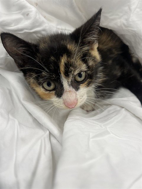 AMELIA - Domestic Short Hair available for adoption