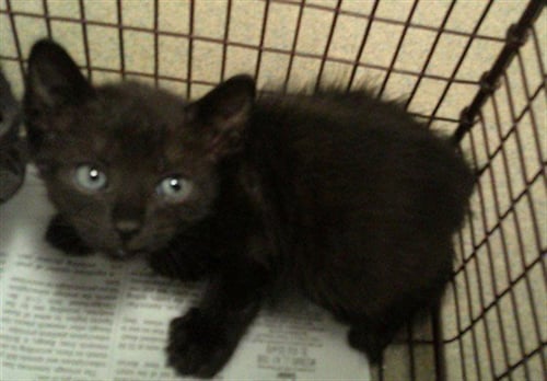 A2477106 - Domestic Short Hair available for adoption