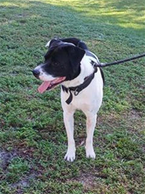 KRIS - American Staffordshire Terrier available for adoption