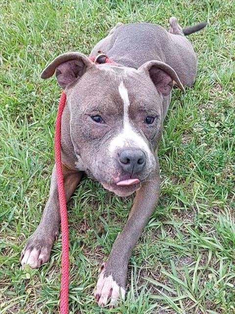 FOGGY - American Staffordshire Terrier available for adoption