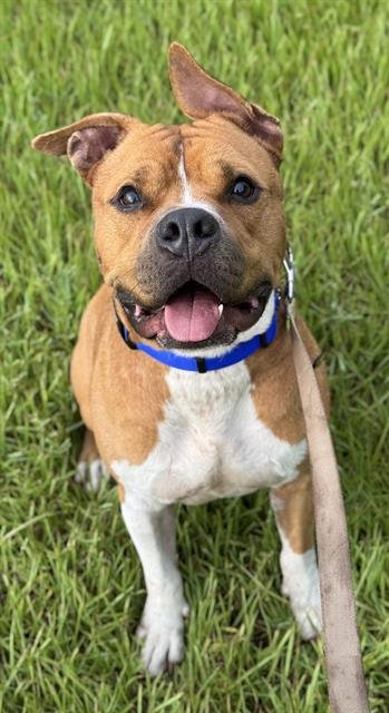 ACE - Bulldog available for adoption