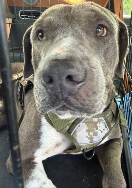 BEAR - Pit Bull Terrier available for adoption