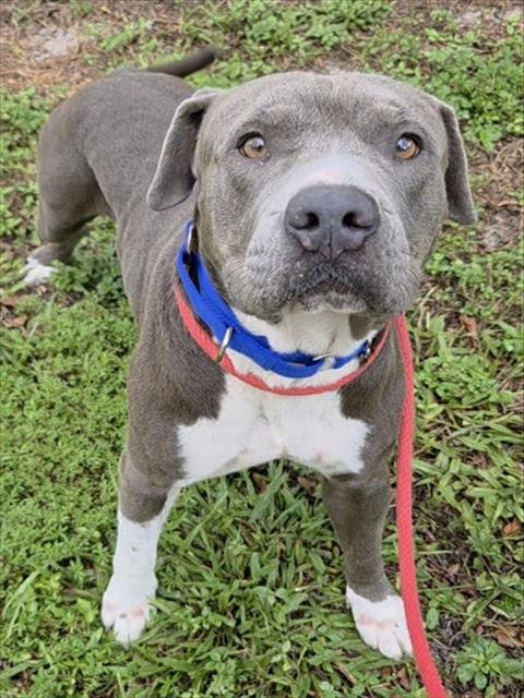 BEAR - Pit Bull Terrier available for adoption