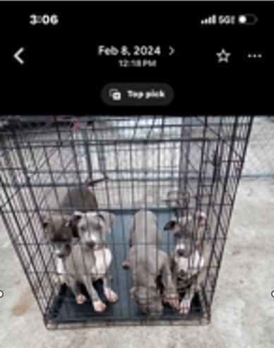BEAR - Pit Bull Terrier available for adoption