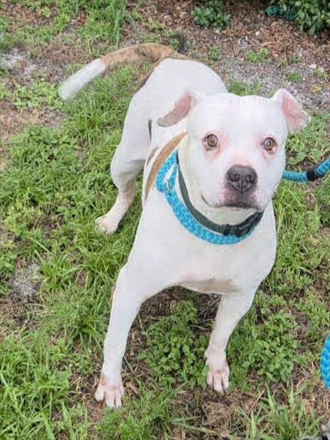 HUMVEE - American Bulldog available for adoption