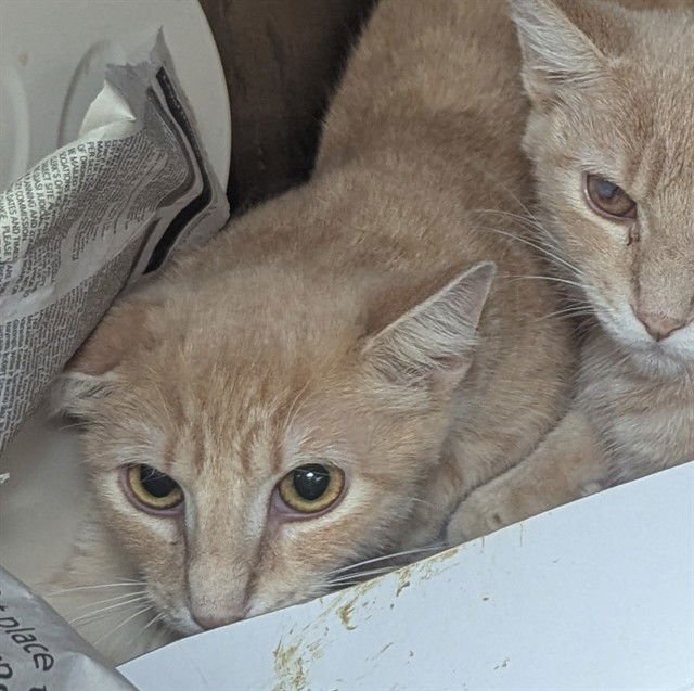 OLIVER - Domestic Short Hair available for adoption