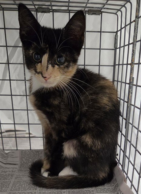 AMBER - Domestic Short Hair available for adoption