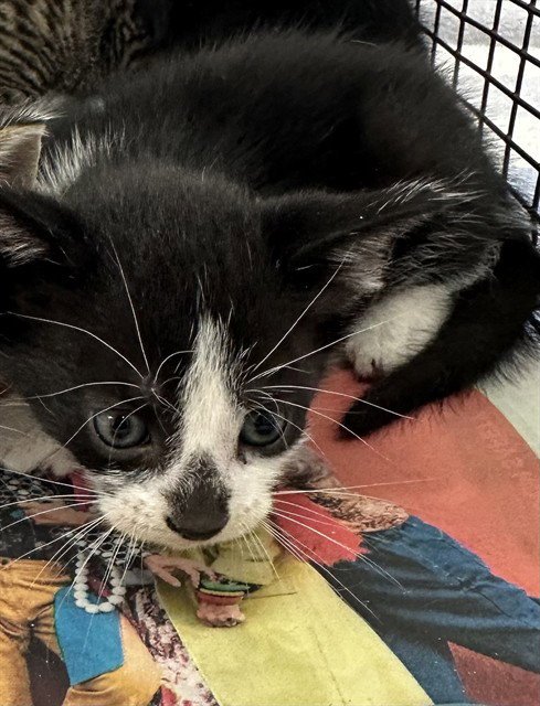 A2479618 - Domestic Short Hair available for adoption
