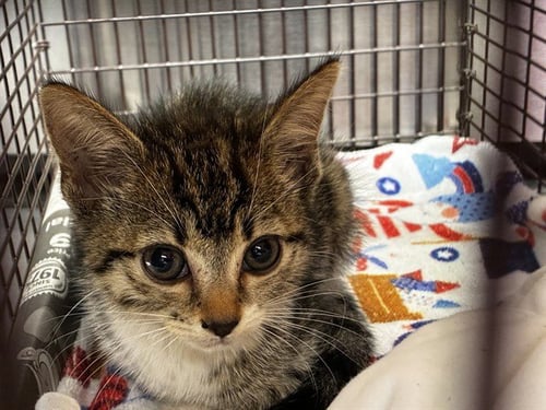 A2480674 - Domestic Short Hair available for adoption