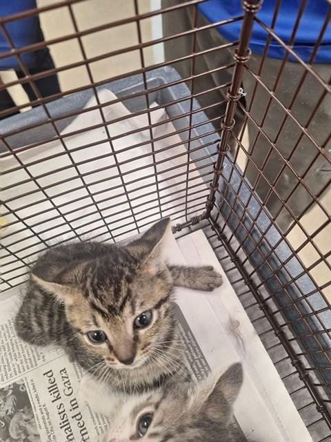 DIESEL - Domestic Short Hair available for adoption