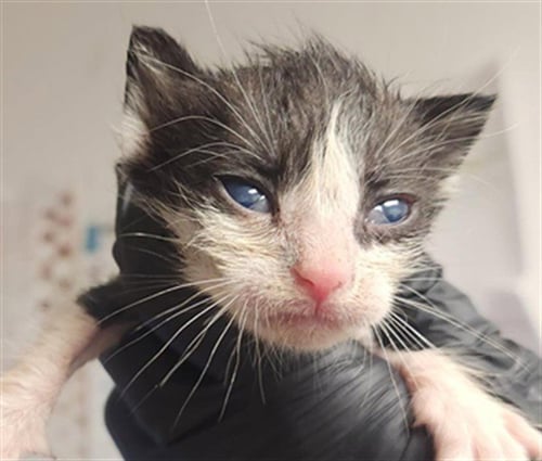 NOVA - Domestic Short Hair available for adoption