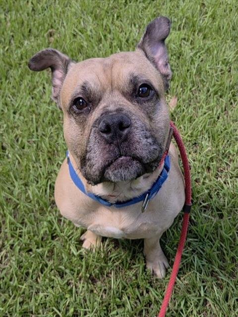 LEVI - American Staffordshire Terrier available for adoption