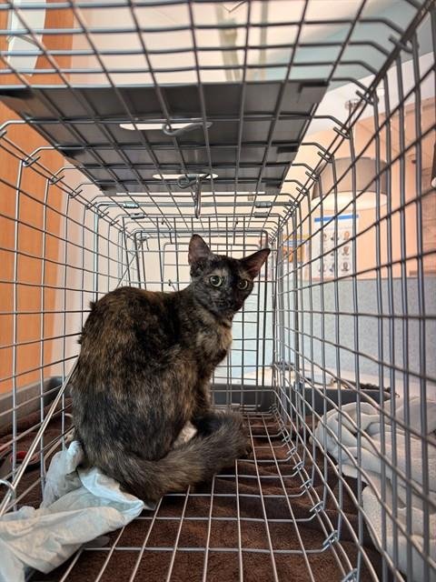 A2481382 - Domestic Short Hair available for adoption