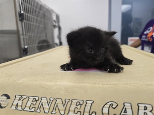 PRINCESS - Domestic Short Hair available for adoption