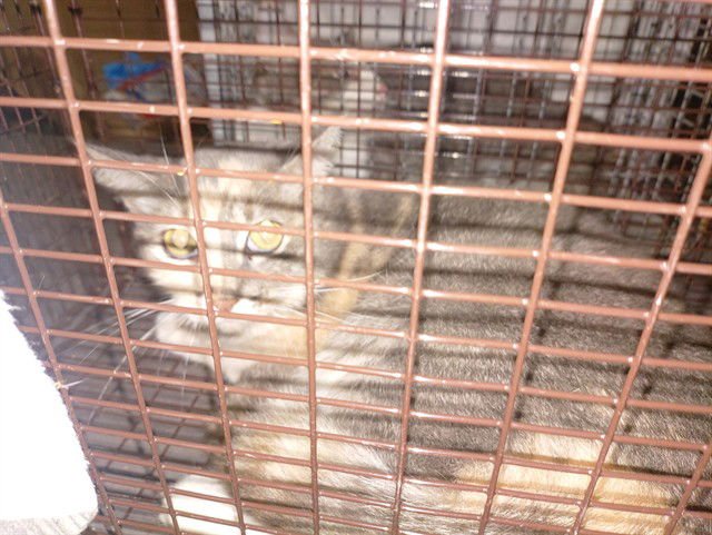 CANDICE - Domestic Short Hair available for adoption