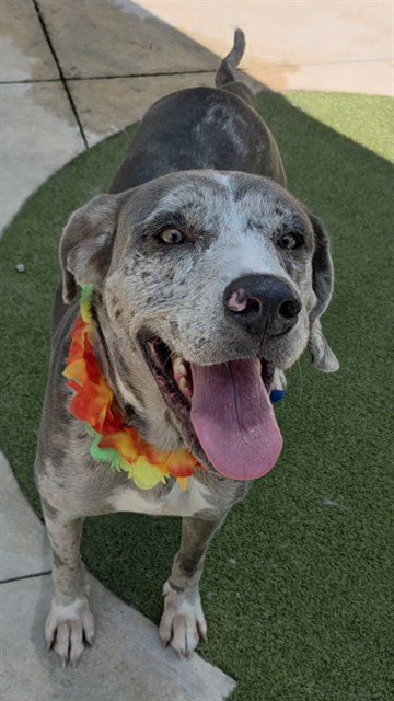 MARY BELL - Catahoula Leopard Dog available for adoption