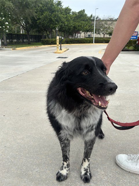JUDE - Bearded Collie available for adoption