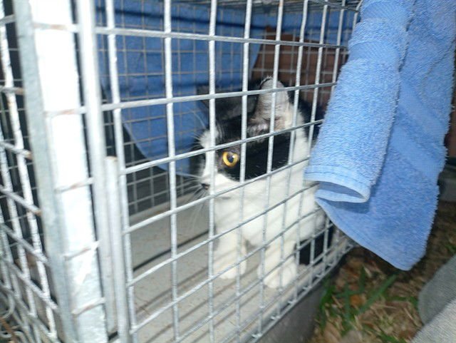 BETTY - Domestic Short Hair available for adoption