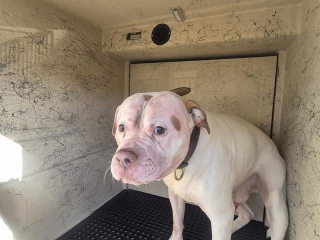 TONY - American Bulldog available for adoption