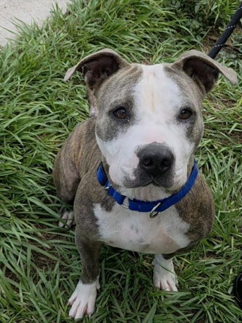 CHICHA - American Staffordshire Terrier available for adoption