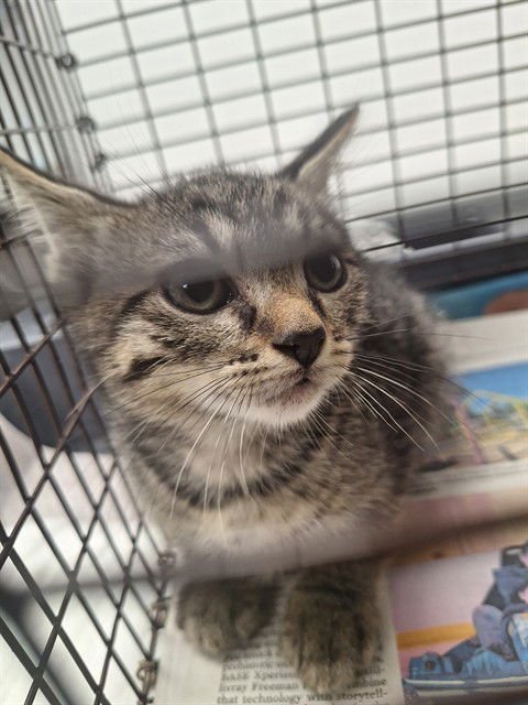 NUBZ - Domestic Short Hair available for adoption