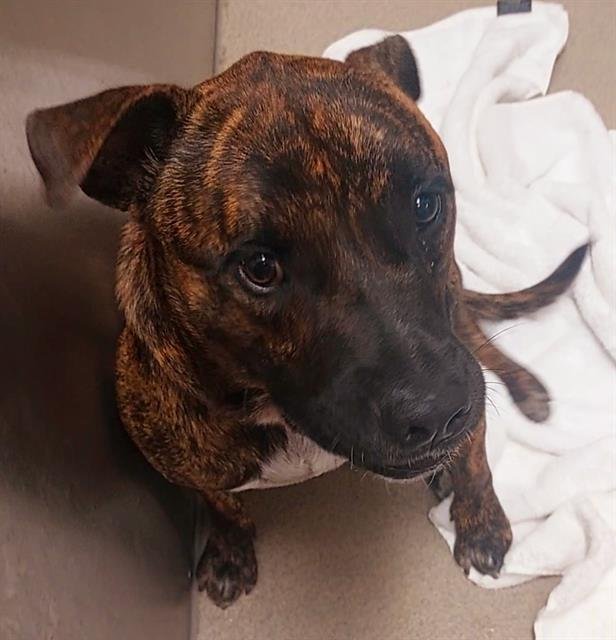 TIGER - Black Mouth Cur available for adoption