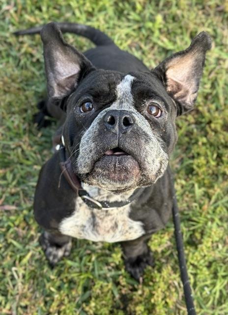 WILLOWMINA - American Bulldog available for adoption