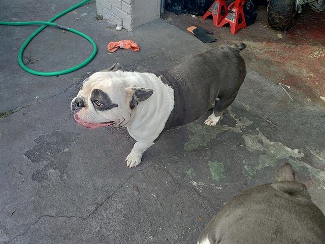 CHLOE - English Bulldog available for adoption